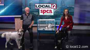 Adopt-a-Pet: Jasper, Clyde, and Snowball would make great family pets! - WKRC TV Cincinnati