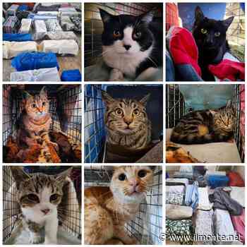 BACOLI/ Sterilizzati e curati oltre 70 gatti randagi - Il Monte