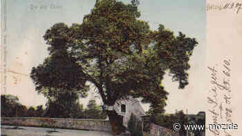 Geschichte in Potsdam-Mittelmark: Lutherlinden in Mörz und Bad Belzig erinnerten an Besuch Martin Luthers - moz.de