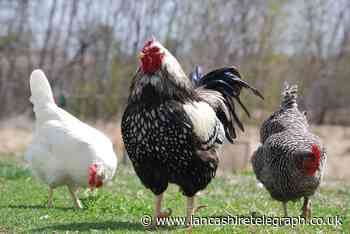 Blackburn with Darwen Council offer fresh bird flu update - Lancashire Telegraph