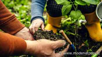 La Festa dell’Albero: una giornata speciale a Soliera - ModenaToday