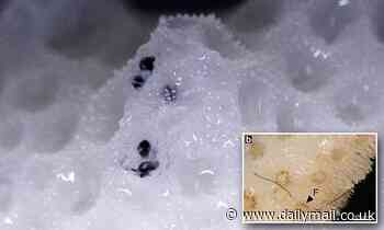 More than 4 MILLION pounds of microplastic is stored in coral skeletons worldwide each year