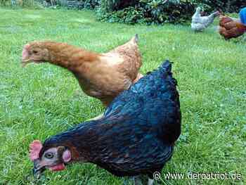 Nach drittem Geflügelpest-Fall im Nachbarkreis: Kreis Soest richtet Anschluss-Überwachungszone ein - Der Patriot Lippstädter Zeitung