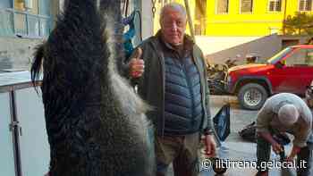 Un cinghiale "peso massimo" abbattuto sulle colline della Valbisenzio - Il Tirreno