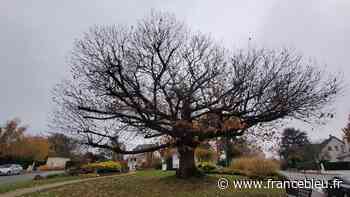 "Il mérite de gagner!" : un châtaignier de La Celle-Saint-Cloud finaliste du concours de "l'arbre de l'année" - France Bleu