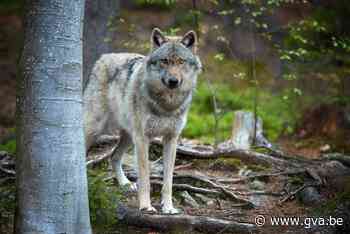 Wolf duikt nu ook op in omgeving van Wuustwezel - Gazet van Antwerpen