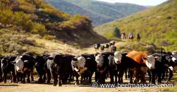 Cattle markets back on offense