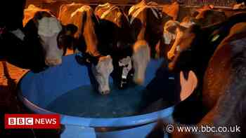 Thirsty cows helped by firefighters after water pump failure