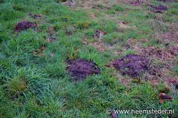 Ken uw tuin: de mol, een behendig graver van gangenstelsels - De Heemsteder