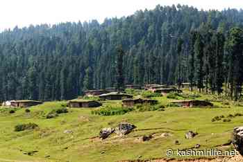 Govt Acts Tough On Reports Of Damages To Trees In Kamraj Forest Division, 4 Officials Suspended - Kashmir Life