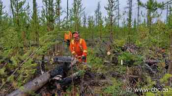 Forest thinning could serve multiple purposes in N.W.T.'s battle with climate change - CBC.ca