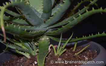 Ask the Master Gardener: Aloe plants offer benefits aside from their beauty - Brainerd Dispatch