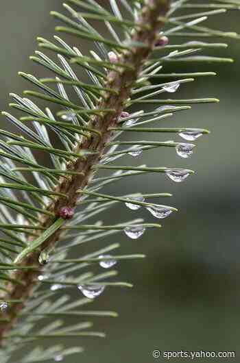 A Jersey guide to real Christmas trees | Gardener State - Yahoo News