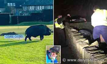 Gardener used his child's car BOOSTER SEAT to capture rampaging black boar that terrorised golf club - Daily Mail