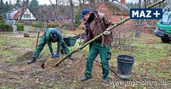 Bald auch in Rathenow: Letzte Ruhestätte unter Bäumen - Märkische Allgemeine Zeitung