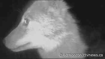 Coyote thief makes off with Edmonton family's trail camera - CTV News Edmonton