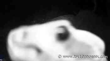 Rattlesnake gets up close and personal with trail camera - FOX 10 News Phoenix