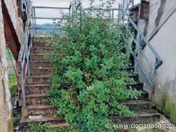 L'erba cresce allo stadio Trecce...Ma sulla tribuna: chiesti interventi - ciociariaoggi.it