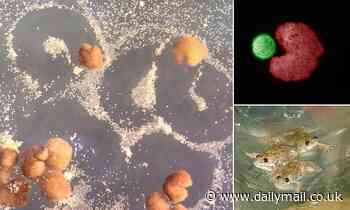 Scientists build first living robots that can reproduce