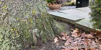 Große Sumpfeichen auf Ascheberger Friedhof müssen gefällt werden | Ascheberg - Ruhr Nachrichten