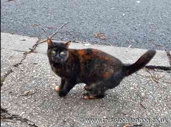 We live in cat territory. - Naleli Nonyane - Parmiter's School