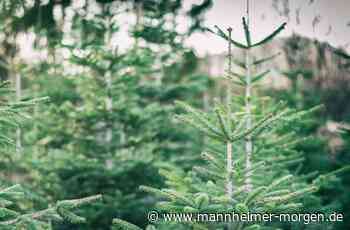 An diesen 9 Orten in Mannheim gibt es Christbäume zu kaufen - Mannheim - Nachrichten und Informationen - Mannheimer Morgen
