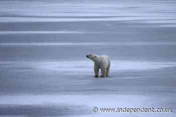 Climate crisis may be pushing polar bears to drown reindeer for food - The Independent