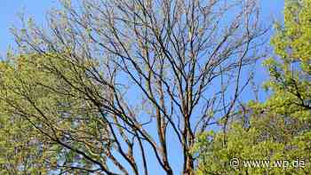 Ersatzpflanzen: Viele Bäume in Herdecke nicht mehr zu retten - Westfalenpost