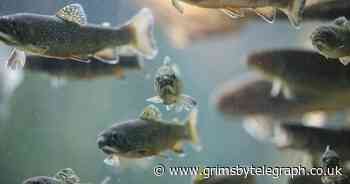 COD players can save cod the fish thanks to platform - Grimsby Live