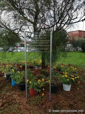 Formia / In ricordo di Giorgio Ciccolella, il Comitato civico di Penitro mette a dimora una Grevillea - Temporeale Quotidiano