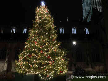 Gloucester Cathedral puts up its biggest ever Christmas tree - SoGlos