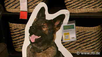 Tierheim in Siegen vermittelt seine Schützlinge mit Pappaufstellern - RTL Online
