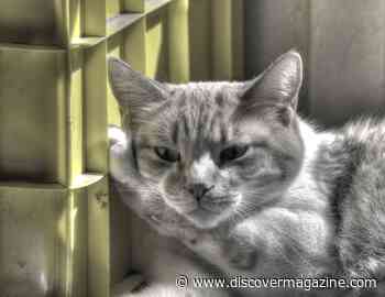 Cats Know Where Their Owners Are