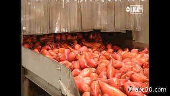 How a group of students are helping save sweet potatoes on a California farm