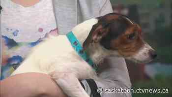 ‘This is a problem’: Saskatoon SPCA says it will be forced to shut down without city funding