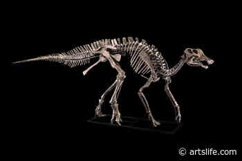 Un dinosauro che è un'opera d'arte. Cambi porta all'asta lo scheletro di Henry - ArtsLife
