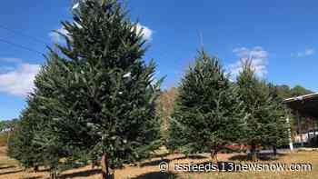 Buying a Christmas tree this year? You may want to buy now, tree farmers say
