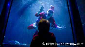 'Holi-Rays' at Virginia Aquarium brings cheer for kids, families