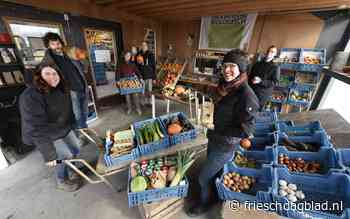 Wie helpt boer Pyt Sipma uit Engwierum van 50.000 kilo wortels af? De sapfabrikant uit Duitsland wil ze niet meer - Friesch Dagblad