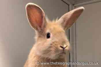 2 rabbits at RSPCA Bradford are looking for their forever homes - Bradford Telegraph and Argus