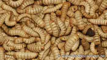 Eerste larveboederij in België komt in een oude kippenstal in Kinrooi - Landbouwleven