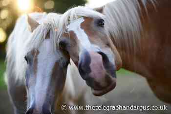 Ponies attacked by dogs in Baildon area of Bradford