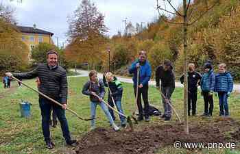 "Mehr als nur ein Ahornbaum" - Traunstein - Passauer Neue Presse