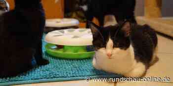 Vierbeinige Flutopfer: Tierheim Mechernich päppelt schwer verletzte Katzen auf - Kölnische Rundschau