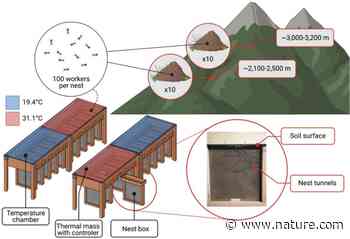 Ant nest architecture is shaped by local adaptation and plastic response to temperature | Scientific Reports - Nature.com