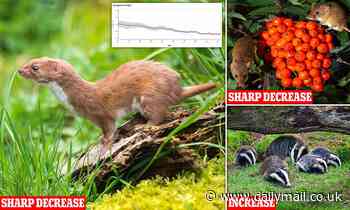 More than 70% of small mammals have declined in the UK since 1970