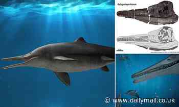 Fossils: Huge swordfish-like creature swam the waters of what is now Colombia 130 million years ago