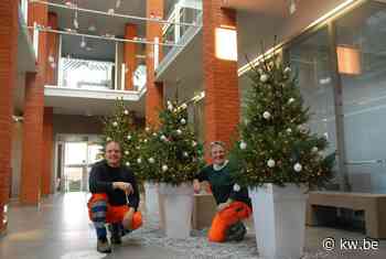 Gemeente Pittem deelt gratis kerstbomen uit aan handelaars in bebouwde kom - KW.be - KW.be