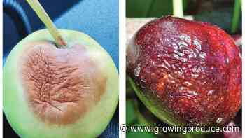 2021 Heat Dome Effect Puts a Lid on Pome Fruit Postharvest Plans
