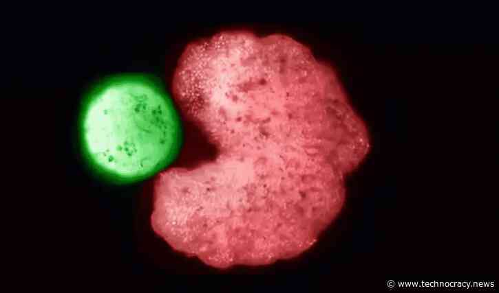 Synthetic Life: Living, Reproducing Xenobots 3.0 Designed By AI